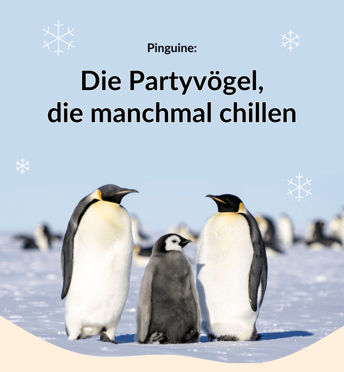 Pinguine: Die Partyvögel, die manchmal chillen