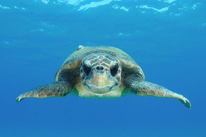 Die Unechte Karettschildkröte - ein Wunder der Natur