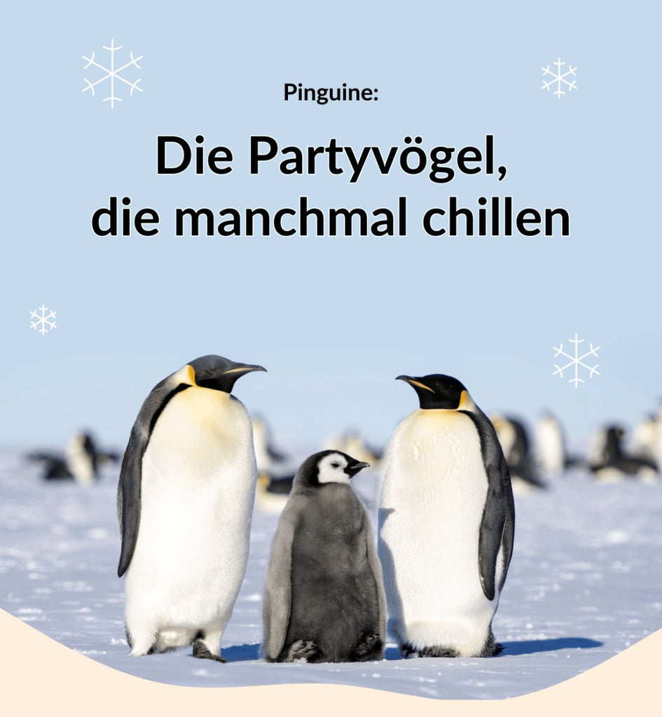 Pinguine: Die Partyvögel, die manchmal chillen
