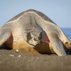 Die faszinierende Welt der Oliv-Bastardschildkröten: Eigenschaften und Lebensweise - aninu