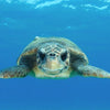 Die Unechte Karettschildkröte - ein Wunder der Natur - aninu